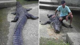 不要相信鳄鱼的眼泪,揭秘虚伪背后的真实面目  第3张